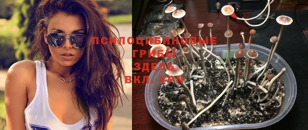 прущие грибы Алзамай